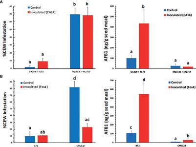 Low Aflatoxin Levels in Aspergillus flavus-Resistant Maize Are Correlated With Increased Corn Earworm Damage and Enhanced Seed Fumonisin